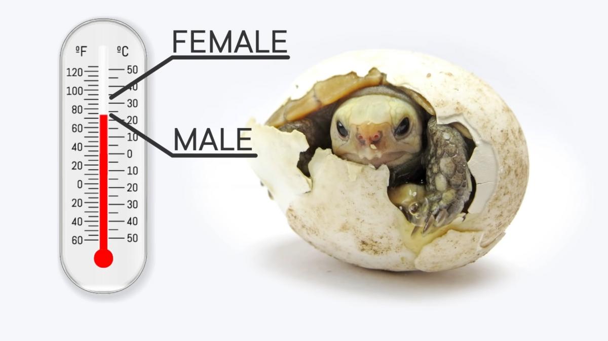 y染色体500万年后消失了吗,男性y染色体正在消失