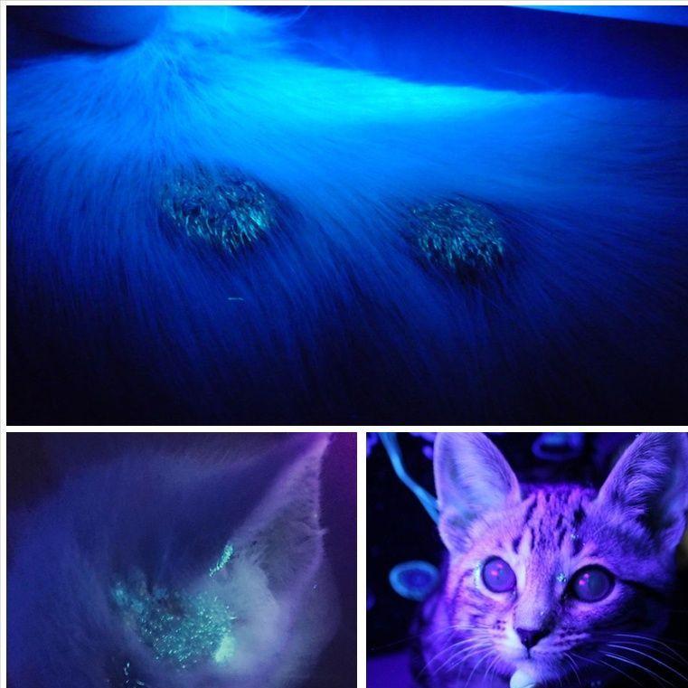 新手养猫猫癣根治法,养猫猫癣家庭如何消毒