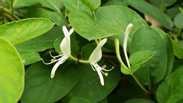 耐寒爬墙的盆栽品种有哪些,种什么爬墙植物不招虫耐寒