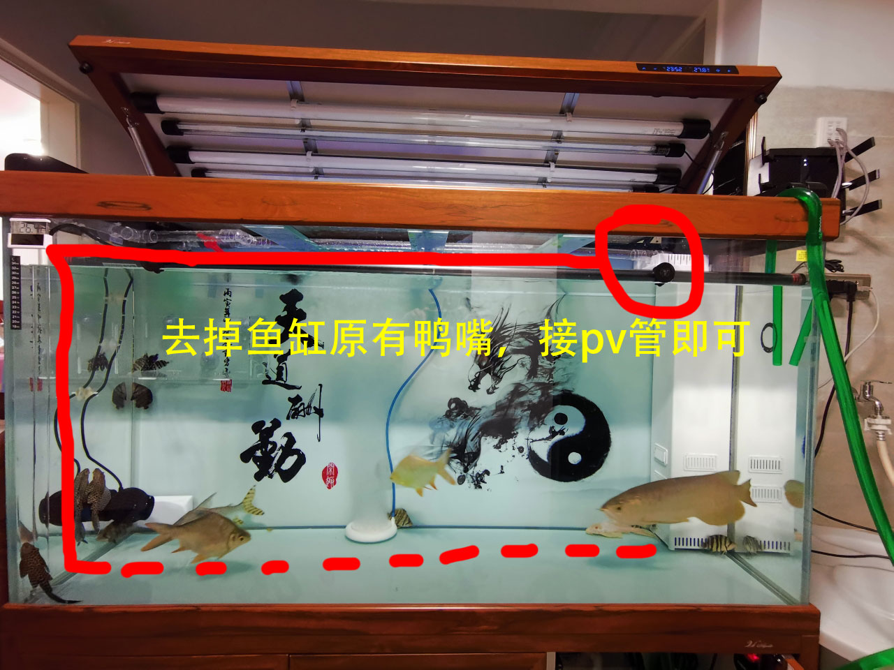 底滤鱼缸里鱼粪排不出去,底滤鱼缸鱼屎吸不走怎么办