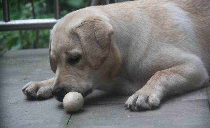 狗狗能不能吃溏心鸡蛋,狗狗肾衰竭可以吃鸡蛋吗