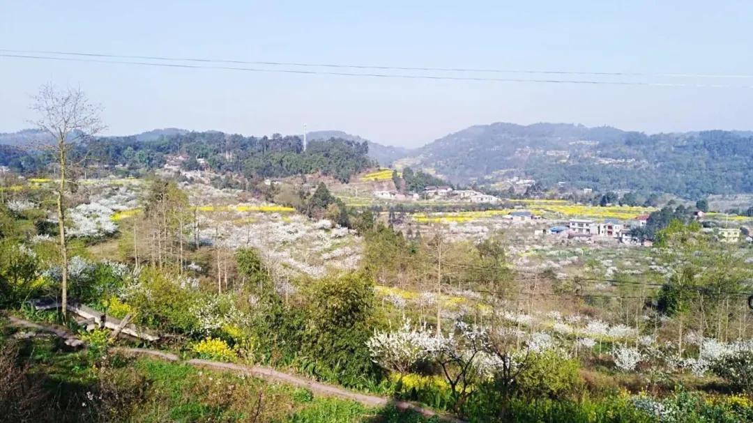 阳春三月的三月,阳春三月李花开