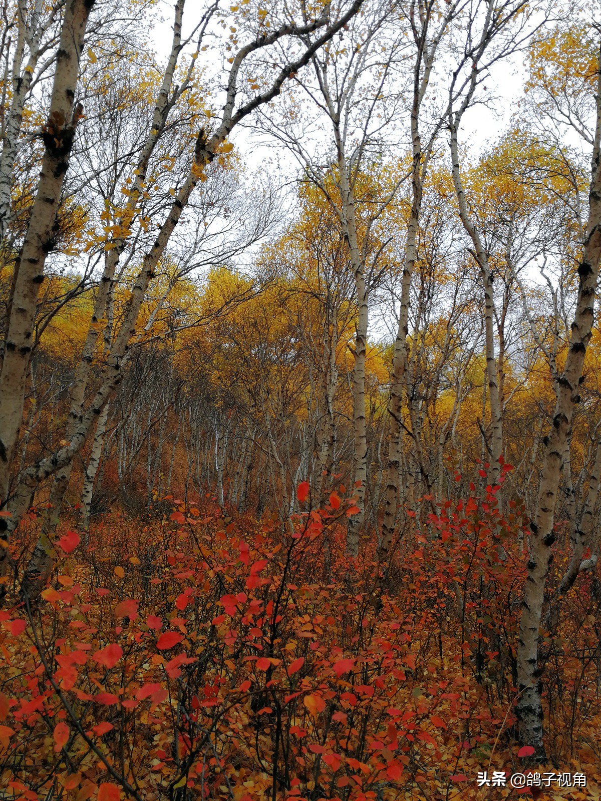 深秋兴安落叶松,深秋落叶的层林尽染美景图片