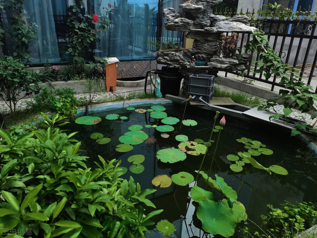 锦鲤鱼池过滤系统及鱼池养护要点,锦鲤鱼池过滤网用多少目的合适