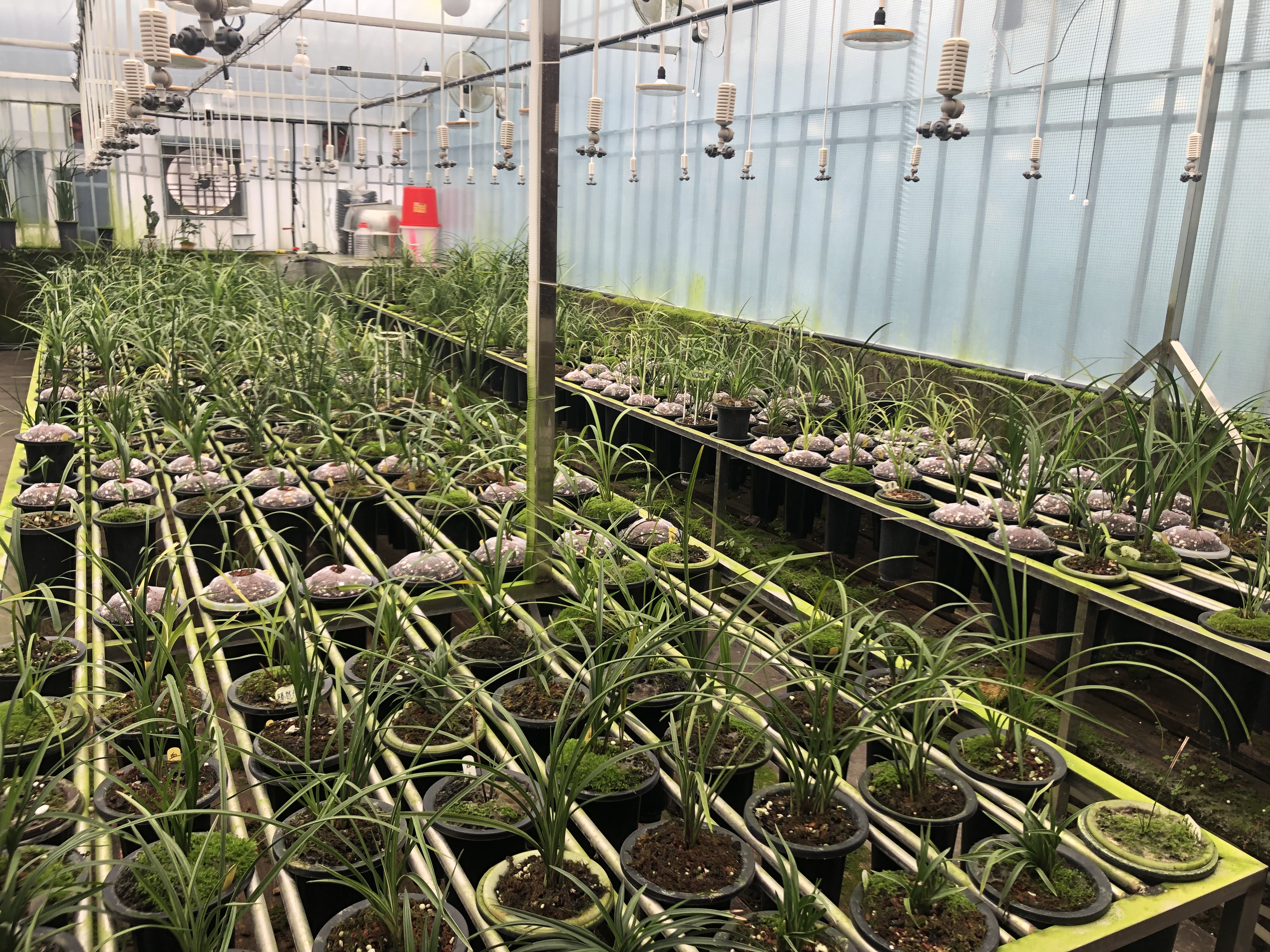 彭州市丽春镇丽景兰花产业园,彭州市丽春镇逸菲兰花种植场