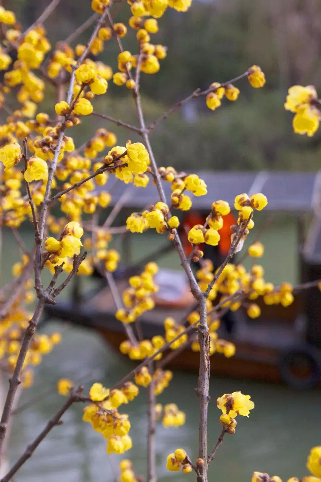 香雪海什么时候开放,香雪海惊艳了多少人