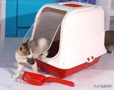 猫咪不用猫砂乱拉乱尿怎么办,猫咪尿味在家里怎么快速处理