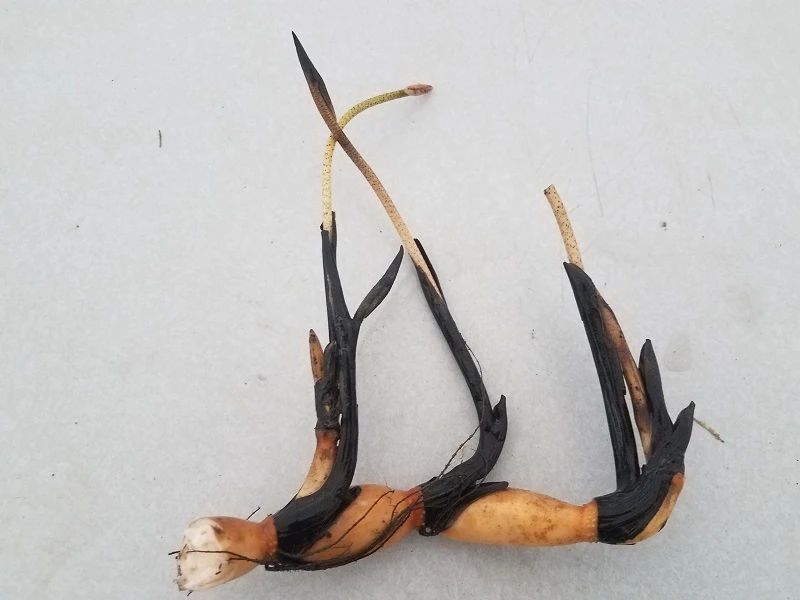 碗莲结了藕想让它再次开花怎么种,碗莲种藕生长到开花全过程