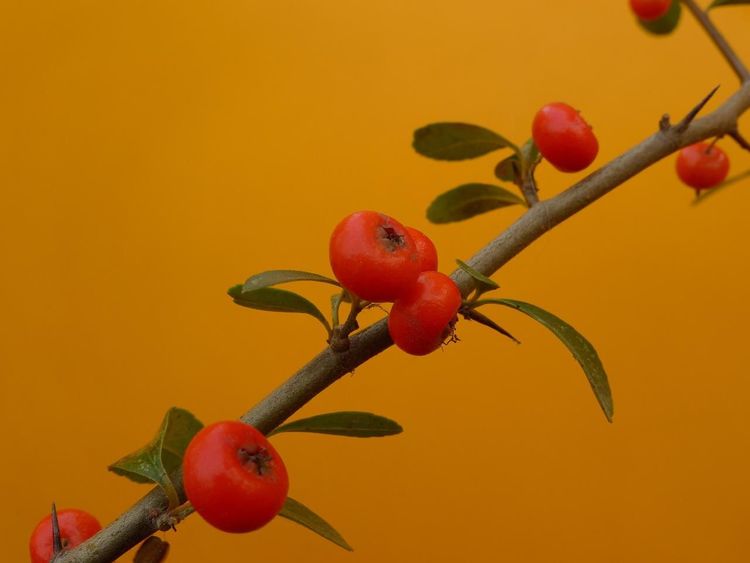 秋韵温柔岁月，冬情惊艳时光