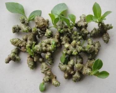 温州民间草药三七的功效,生姜与三七