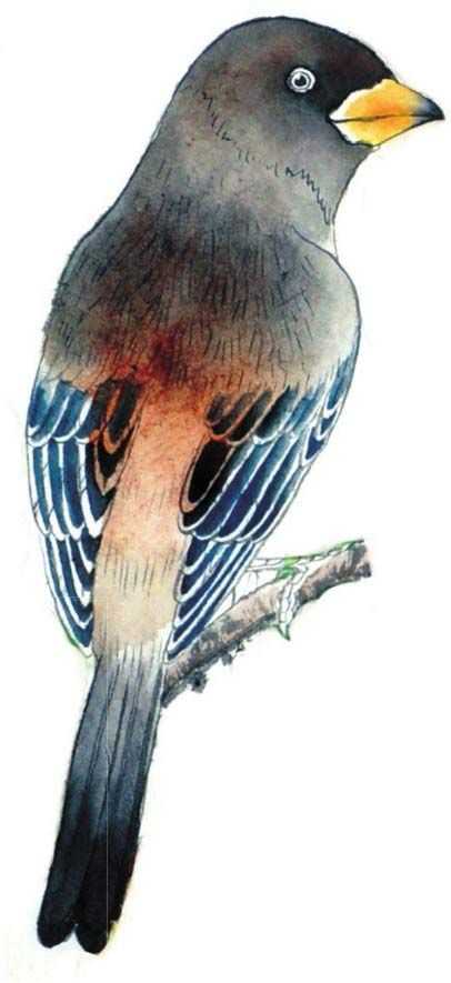 蜡嘴雀工笔画,蜡嘴鸟画画教程