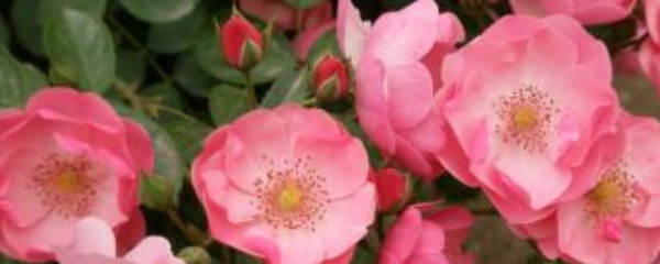 藤本月季的种植方法和时间表,新买的藤本月季大苗怎么种植