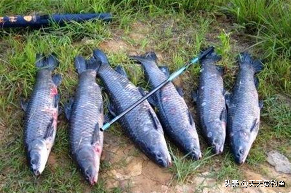 钓鱼怎样避开小鱼闹钩,野钓遭遇大鱼如何避免折钩断线