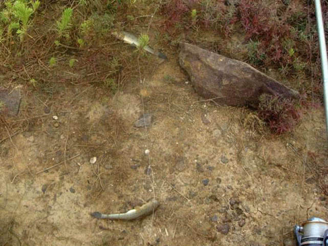 盐沟里钓“光鱼”，体形似胡萝卜，有点虎头蛇尾的感觉