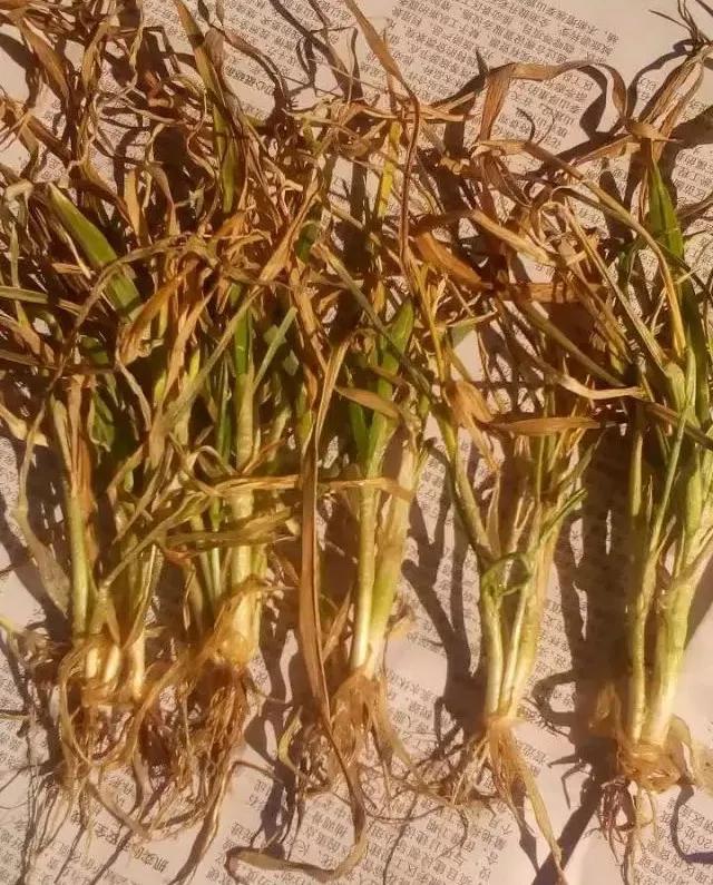 小麦缺肥发黄怎么办,小麦根发黄是什么病