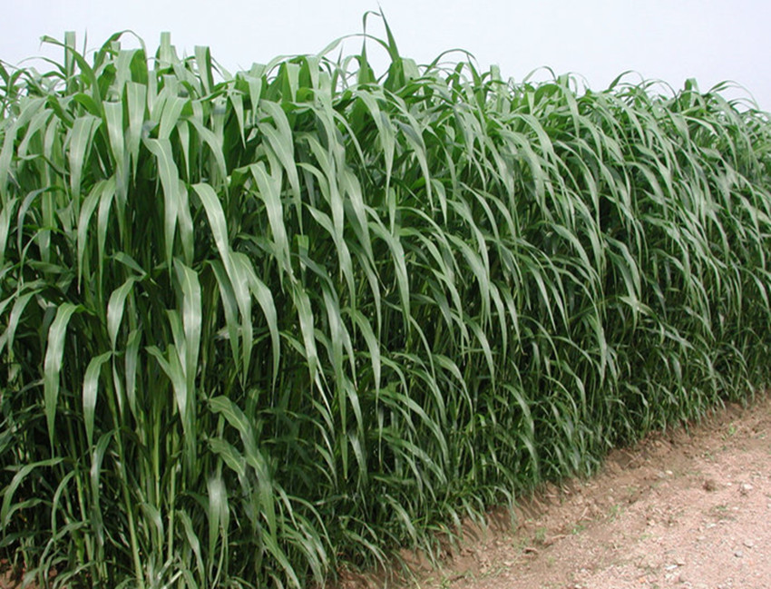 种地技术和养殖技术,农民种地不容易选对品种是关键