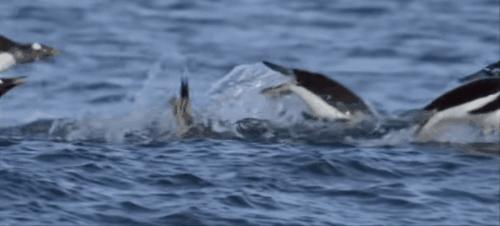 南极的神奇动物企鹅,南极生物图鉴