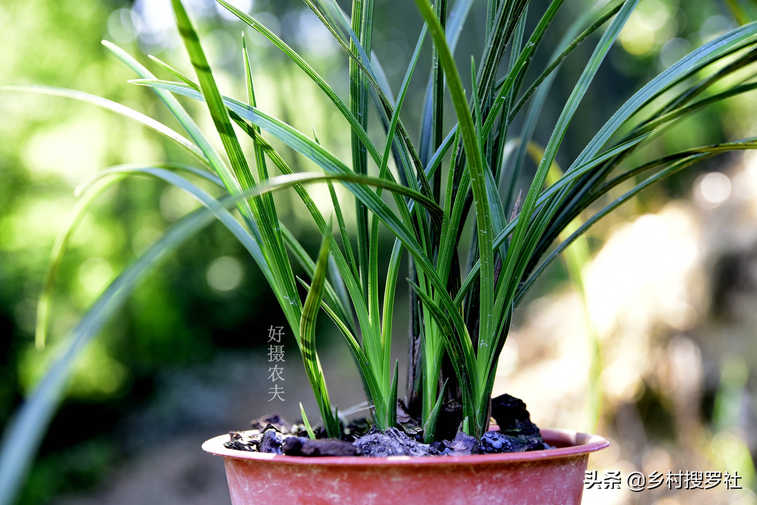 叶片起黑斑冬季爆发的兰花疾病,恶霉灵能治疗兰花叶片发黄黑斑吗