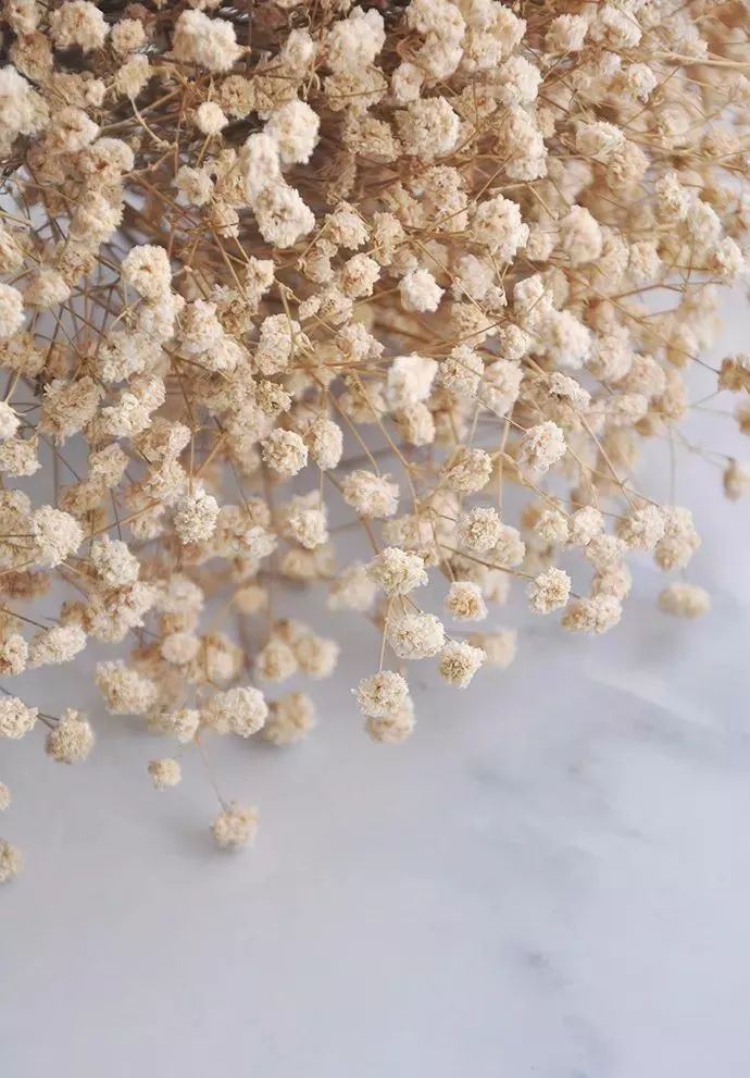 适合做干花的7种花,太阳花切花怎么做干花