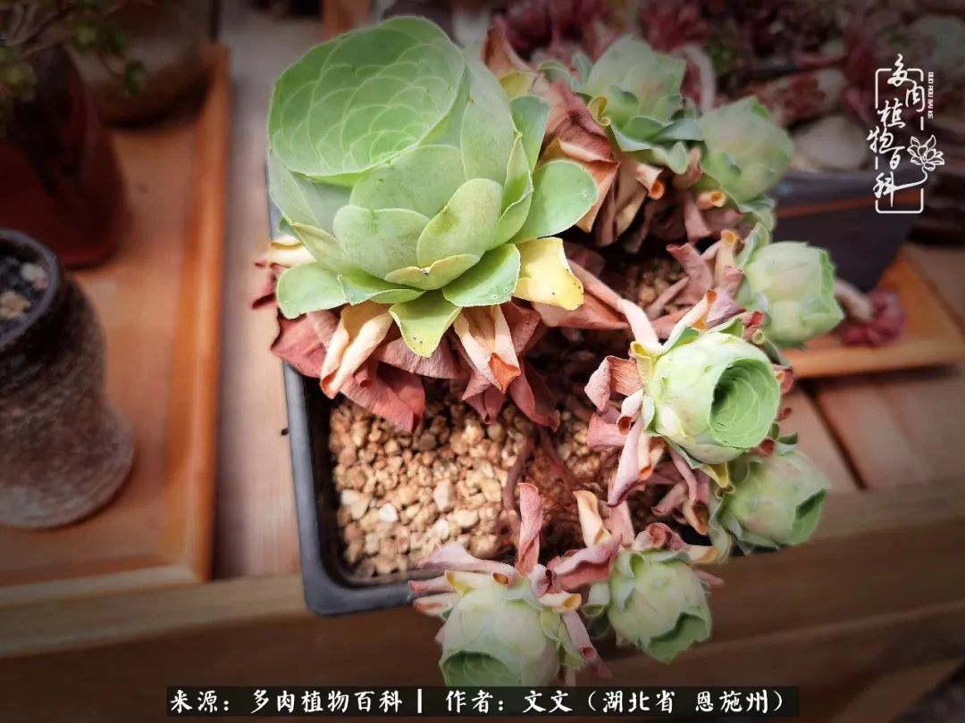 夏季多肉花园图片,初夏多肉花园