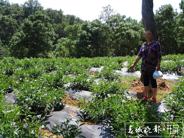 一农民伐树被罚,村民砍树被罚