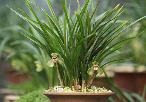 养茉莉花为什么有人用矾肥水,为什么有人爱养兰花