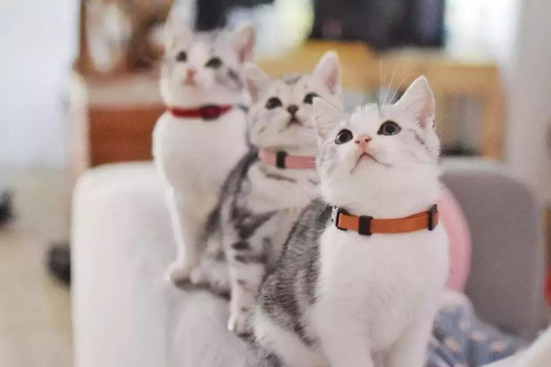 养猫咪新手入门必知哪种猫好养,养猫如何挑选猫咪