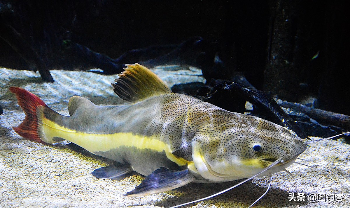 “口眼耳鼻鳃”|鱼类索饵捕食不止靠五官,还掌握生物脉冲技术