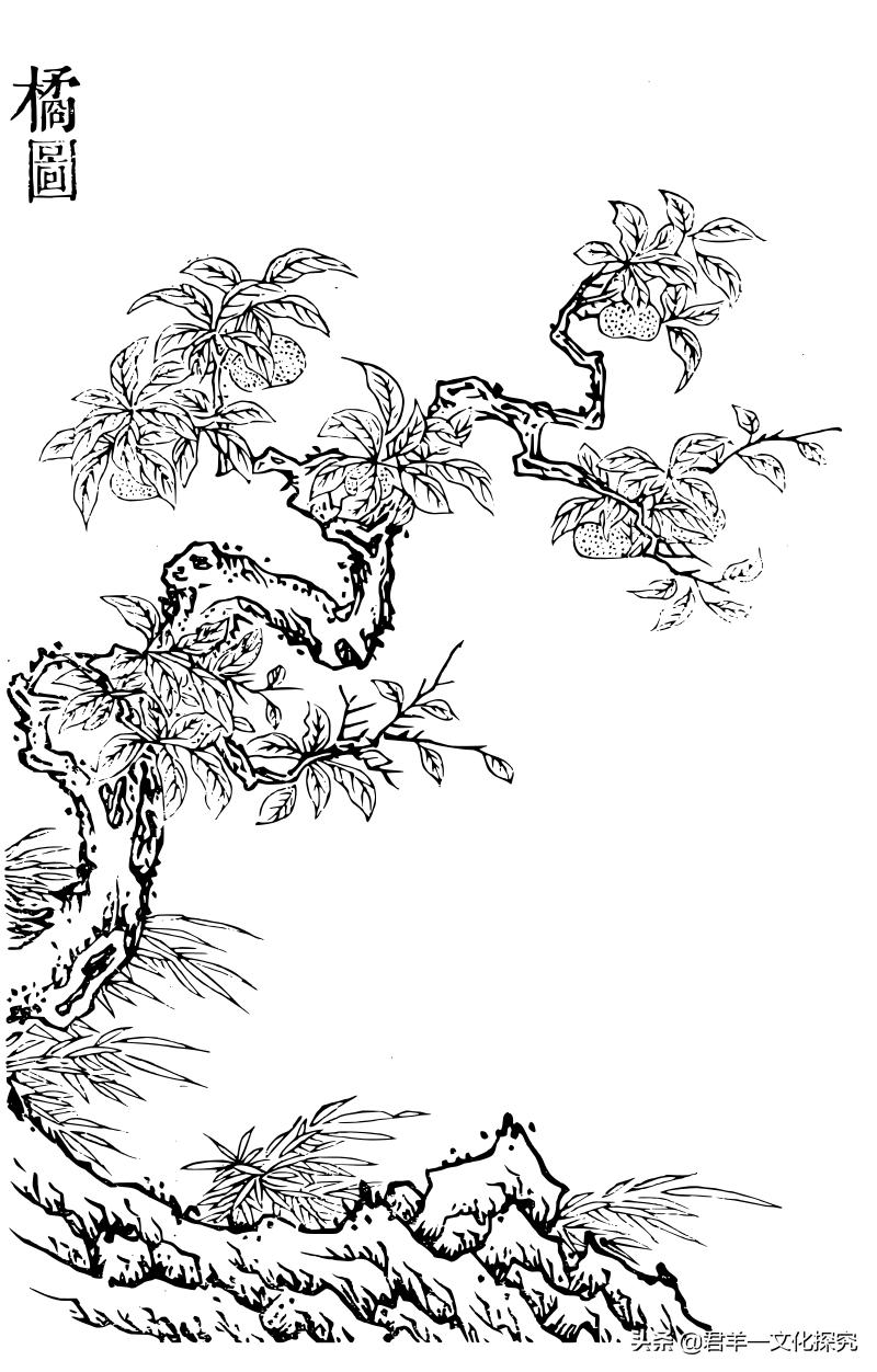 咏橘苏轼,咏橘的诗