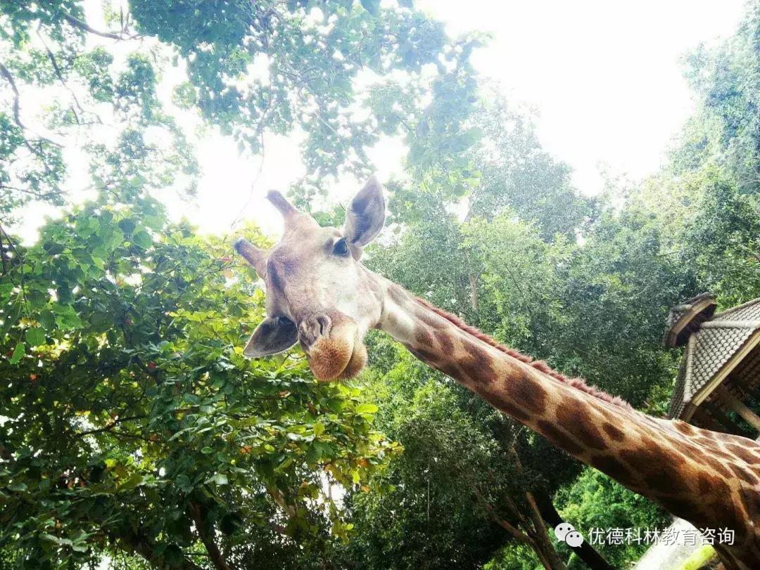 想去泰国当中文老师有什么要求,中国人如何去泰国当中文老师