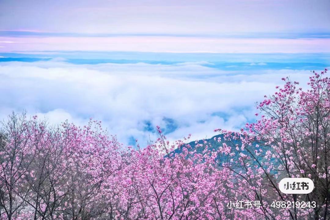 李子柒家乡成旅游景点,李子柒乡愁