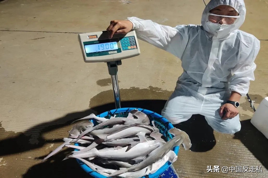 国门利剑打击走私专项行动,国门利剑2018全集