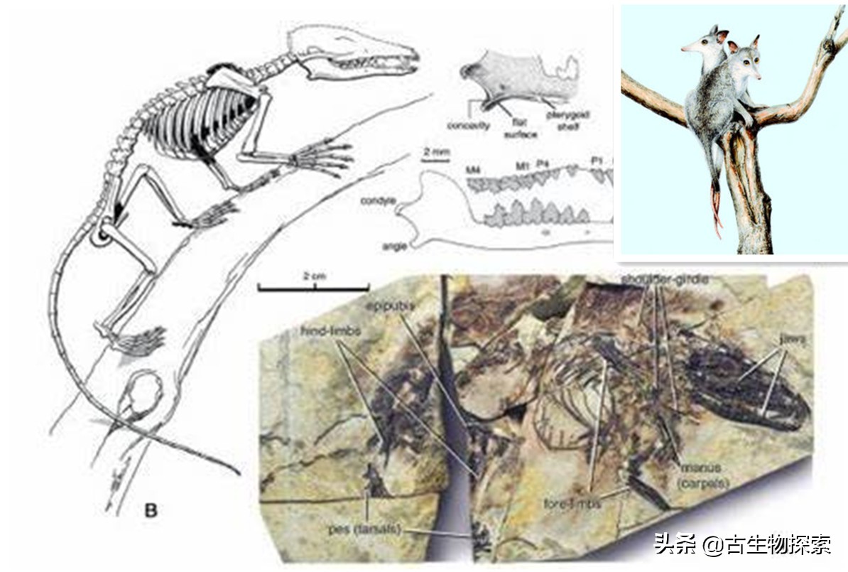 2020中国古生物学十大进展新闻,中国十大史前生物进化