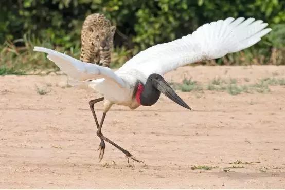 南回归线附近的里约热内卢也有热带雨林?差点以为上了门假地理课