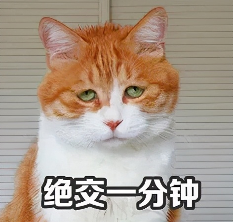 猫咪被救助的感人故事,猫咪救主人的真实故事
