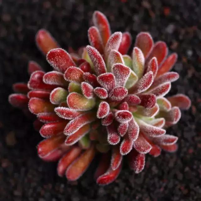 推荐轻松玩转100种常见多肉植物,700种多肉植物图鉴pdf百度云