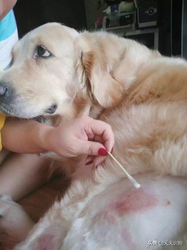 狗狗刚洗完澡还是有体味怎么办,打完疫苗第一针狗狗突然体味很重