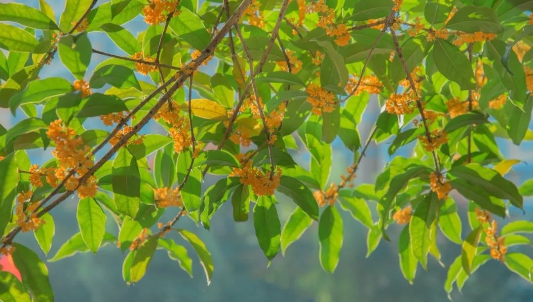 杭州的秋天足够迷人,杭州的秋天特别浪漫