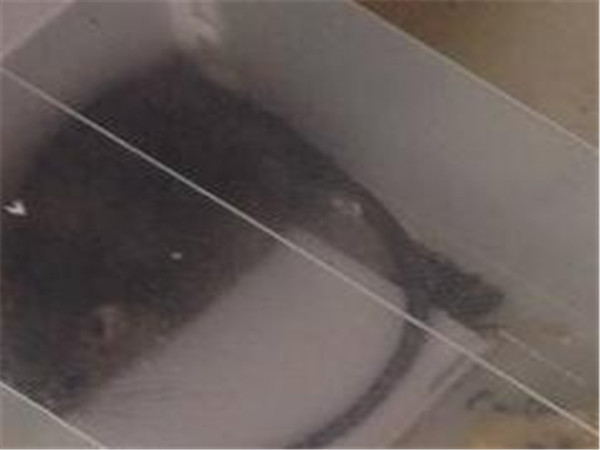 消灭老鼠最有效方法怎么灭大老鼠,家里灭老鼠的最佳方法