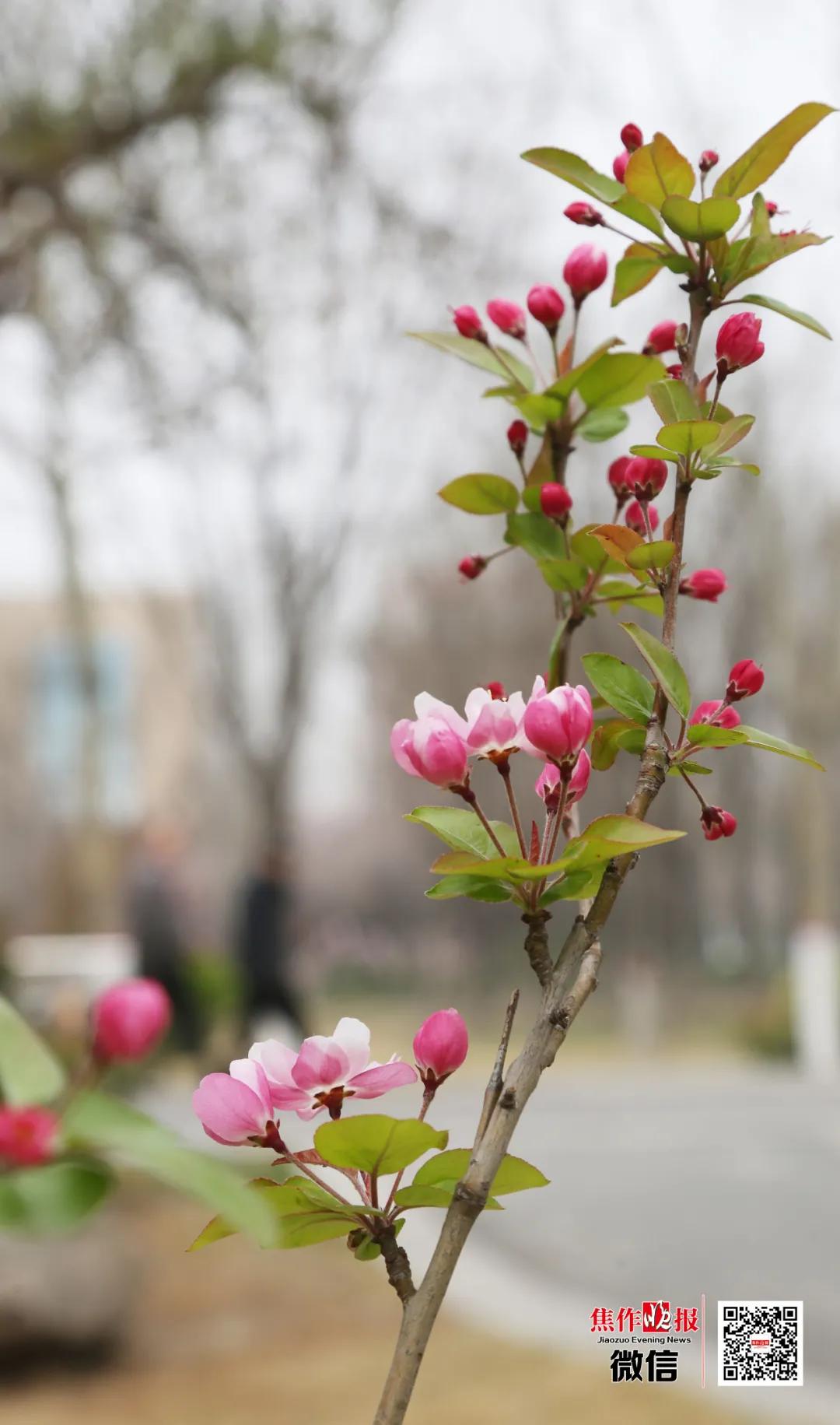 ​养眼！“棠贵妃”四姐妹笑起来真好看！