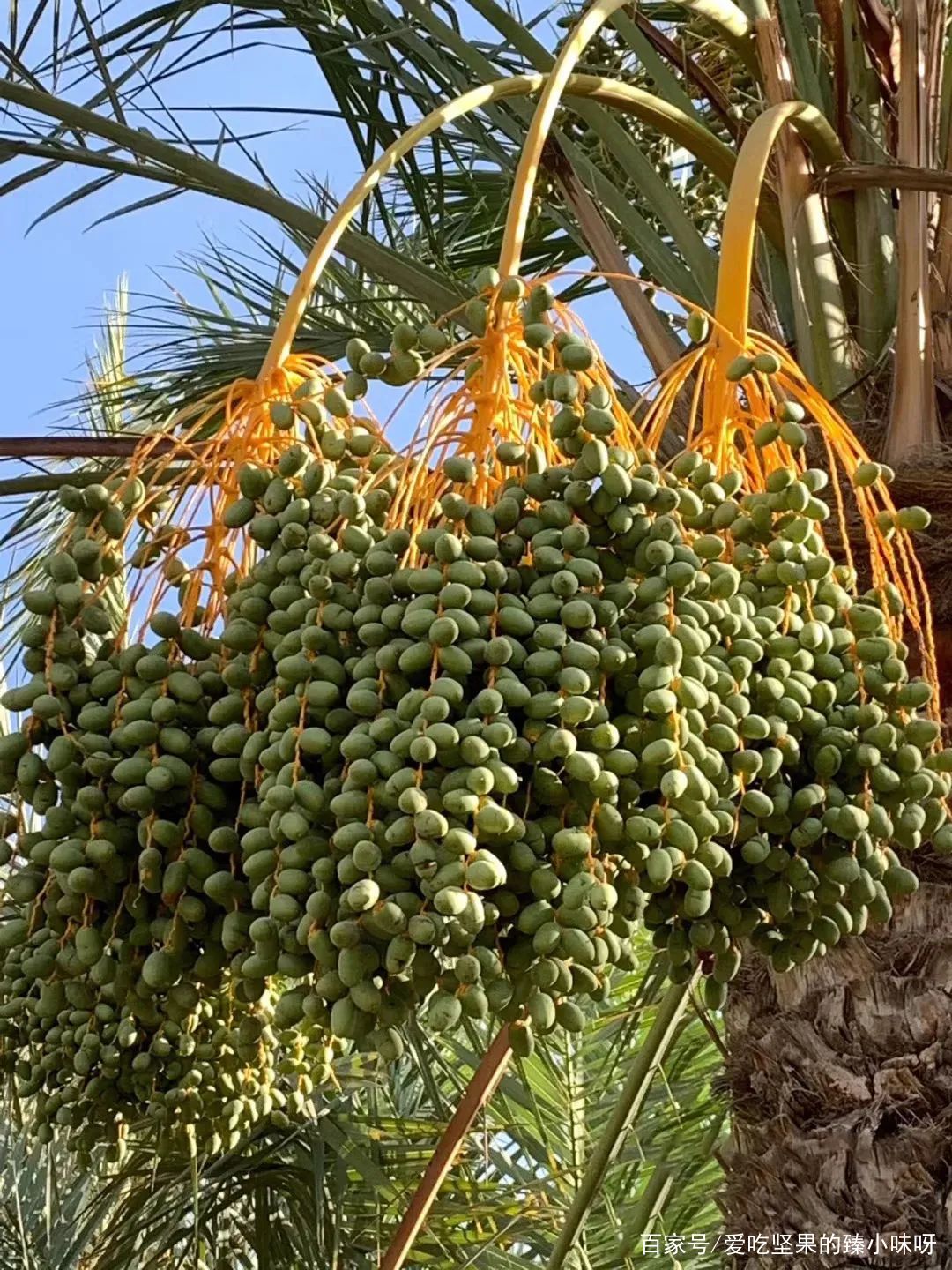 “沙漠黄金”椰枣在阿联酋地区,阿联酋迪拜大椰枣