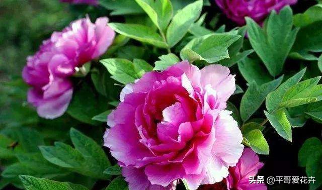 家里的牡丹叶片萎蔫？这“4个方面”不可忽视，现在知道还不晚