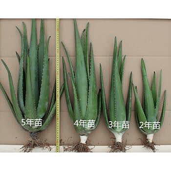 芦荟国货,芦荟护肤哪些值得信赖