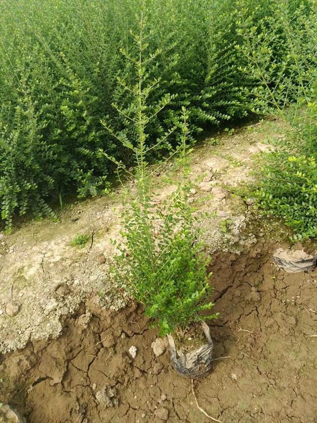 野生上树蜈蚣,山上种的白蜈蚣