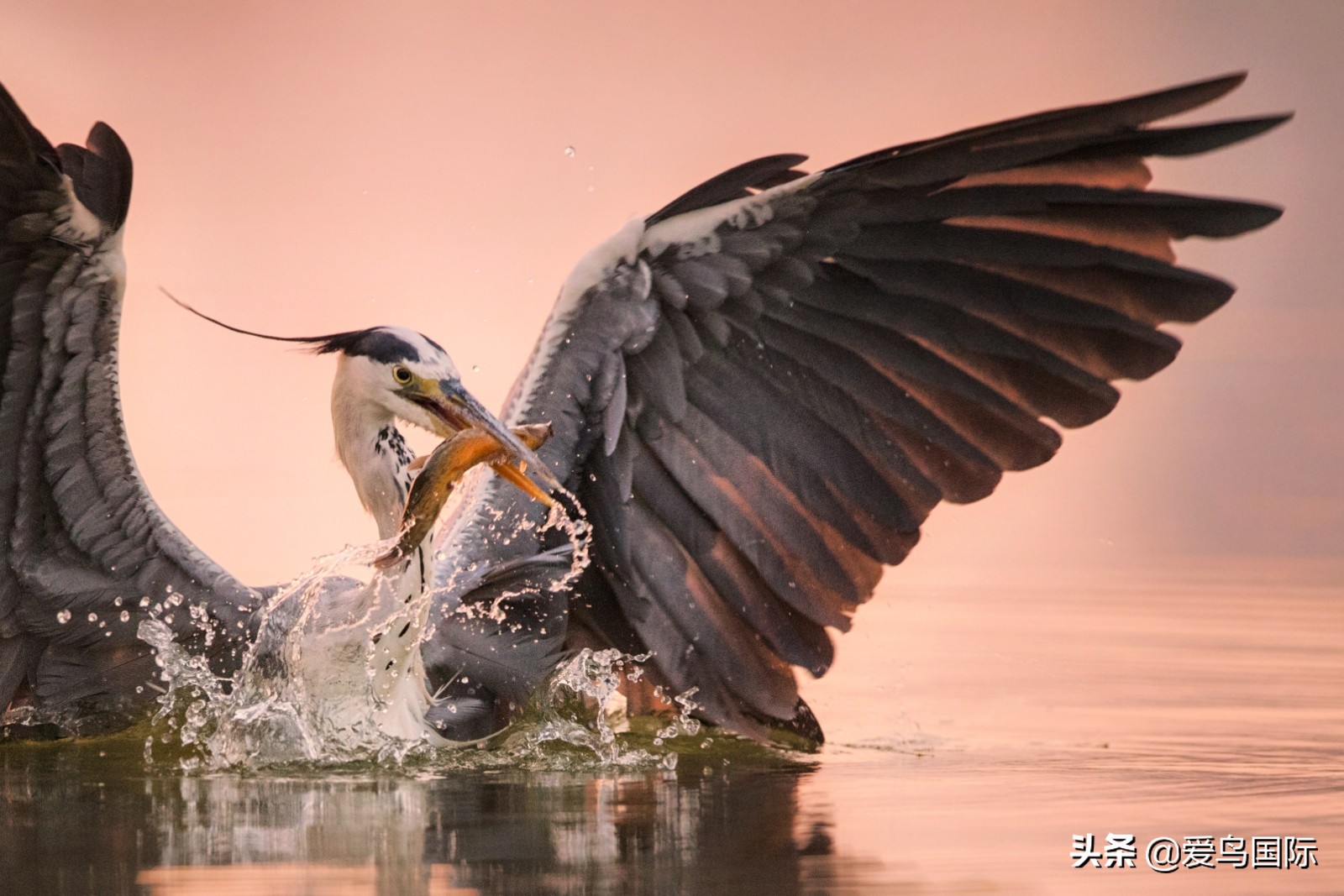 鸟类图片大全大图观赏,鸟类照片合集