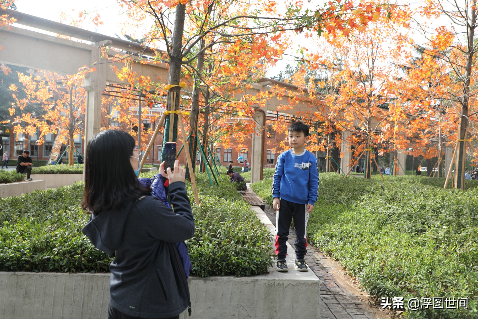 植物假树叶,人造树叶诞生