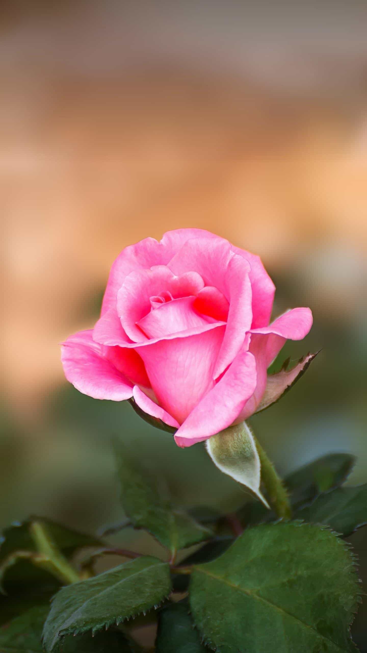 如何进行作文教学小学,如何有效进行小学作文教学