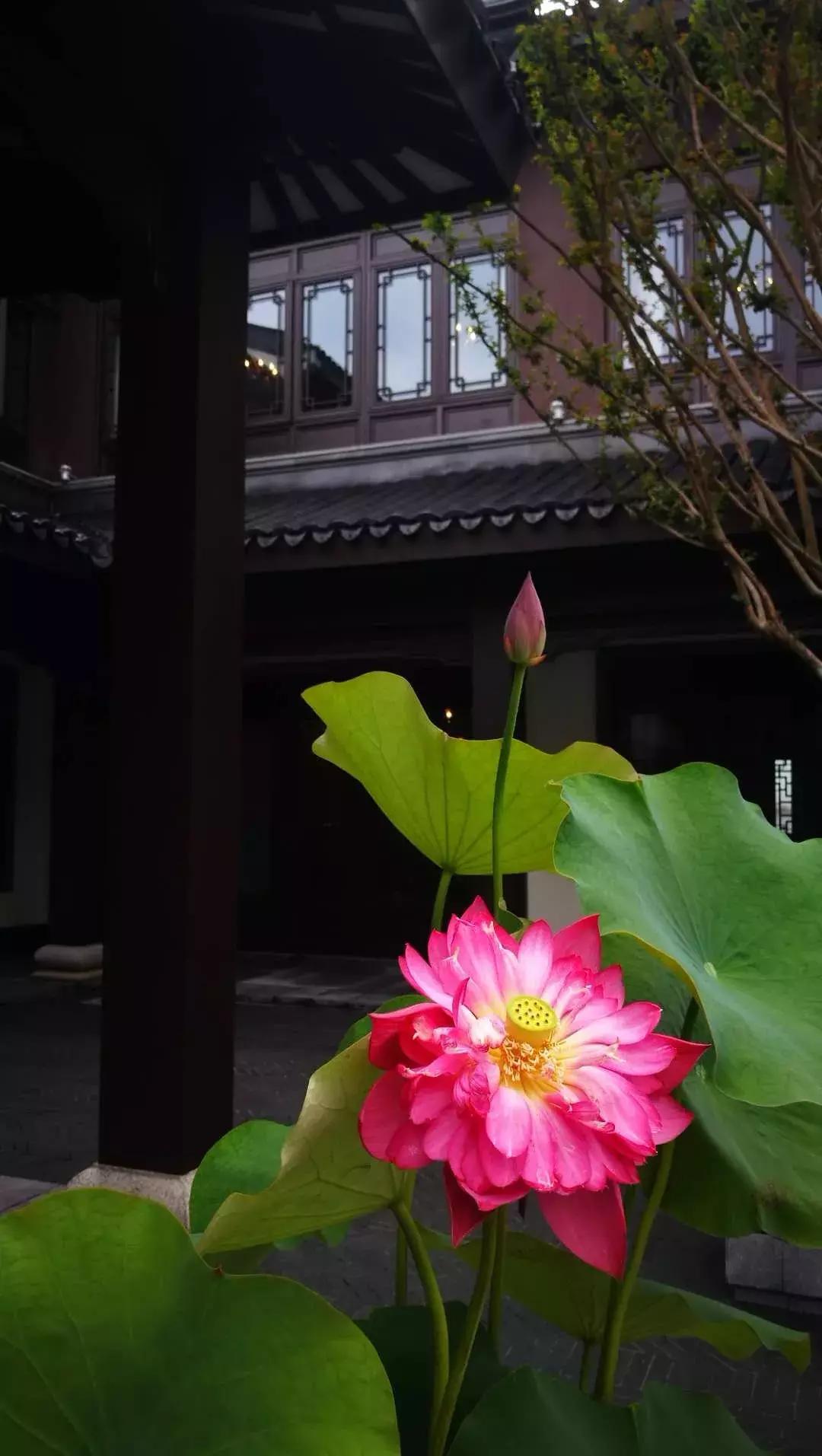 重庆蓝光芙蓉公馆精装房价,重庆蓝光芙蓉公馆附近规划图