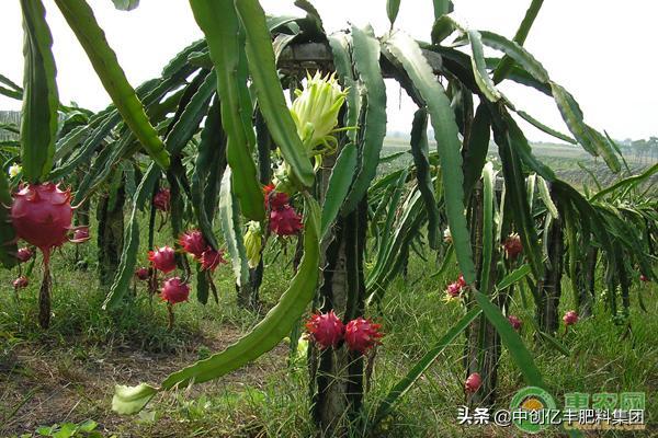 火龙果病虫害防治技术,火龙果病虫害发生症状及防治方法