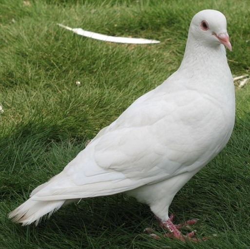 鸽子养殖教程,鸽子刚刚孵出小鸽子怎么养殖